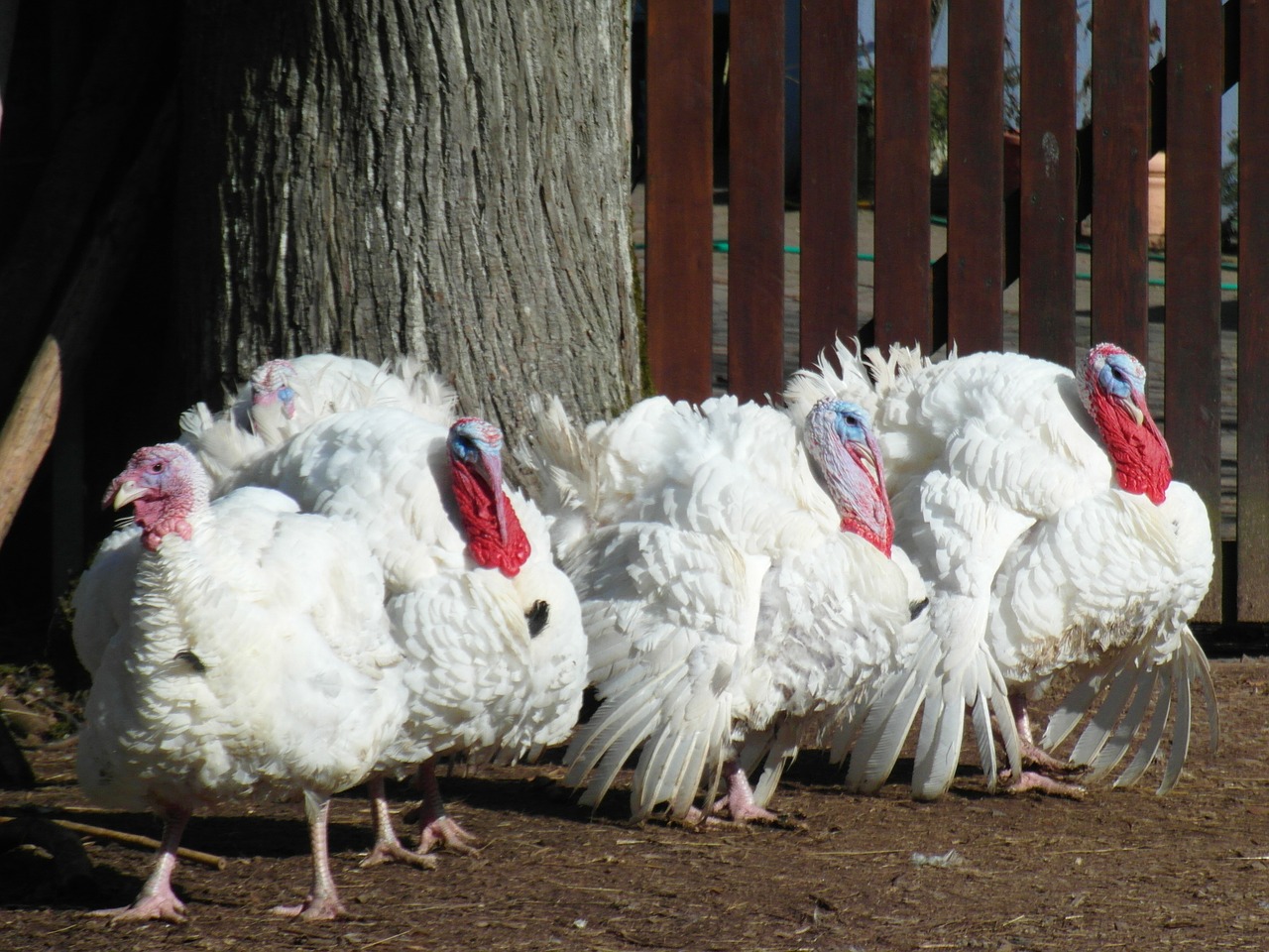 turkeys poultry animals free photo