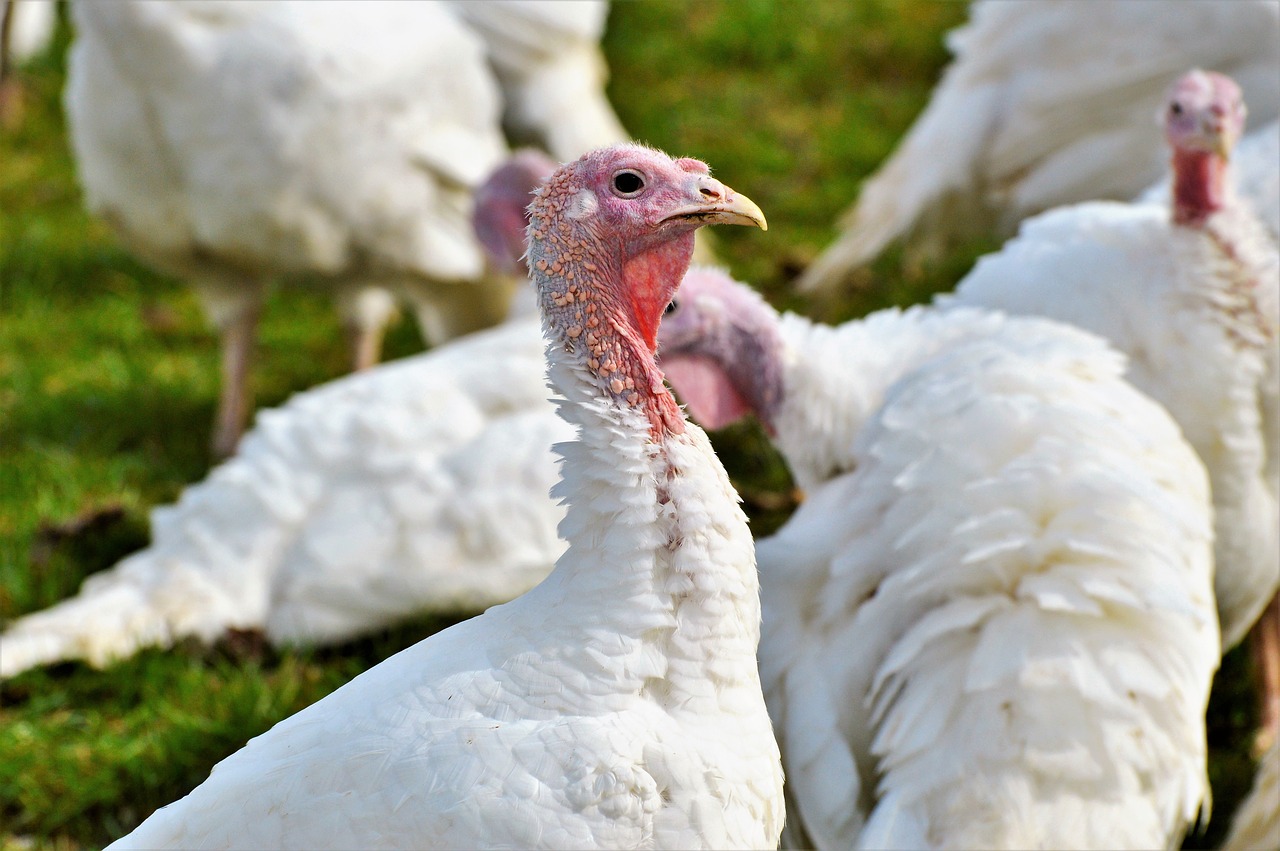 turkeys birds plumage free photo