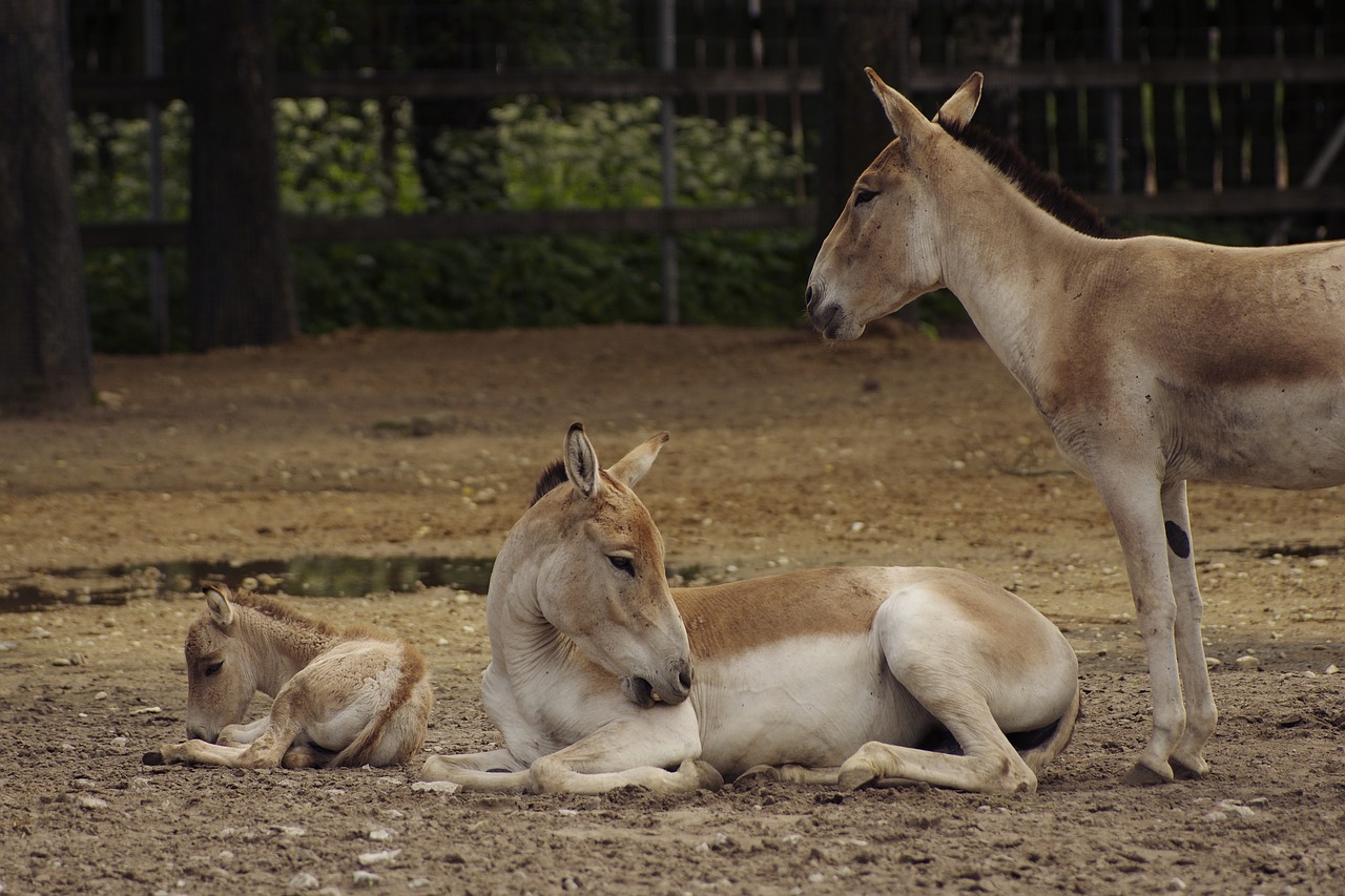 turkmenian kulan kulan wild ass free photo