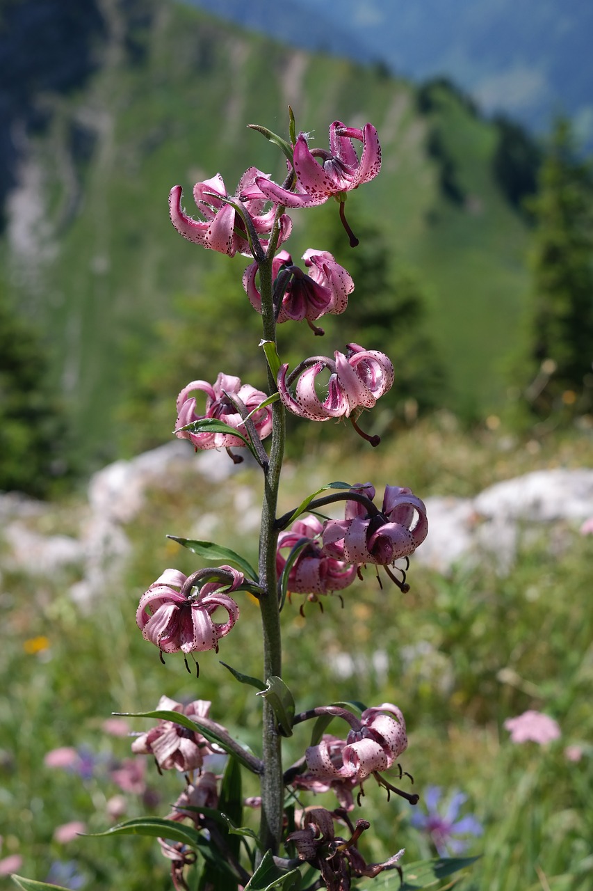 turk's cap lily flower blossom free photo