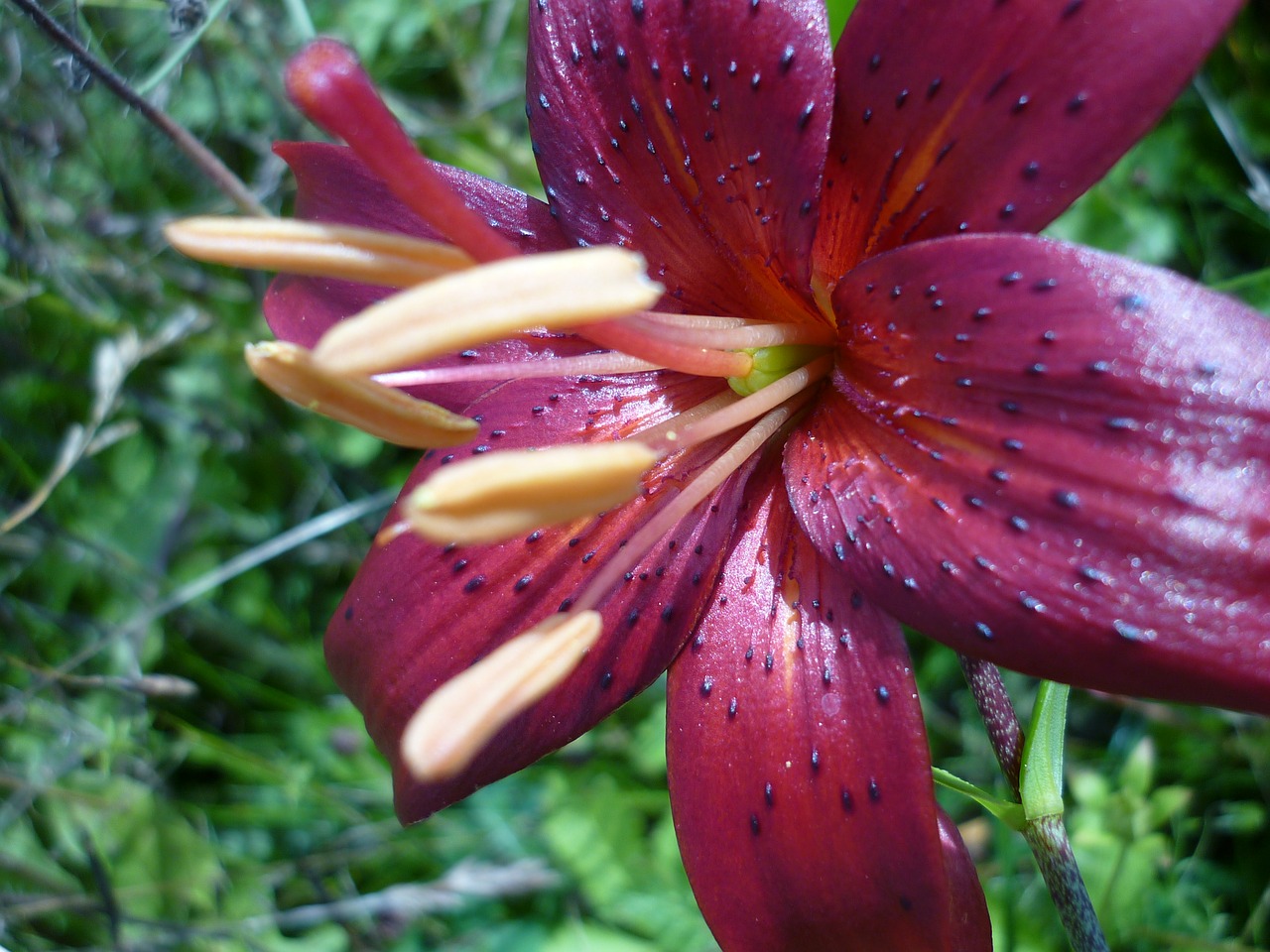 turk's cap lily lily nature free photo