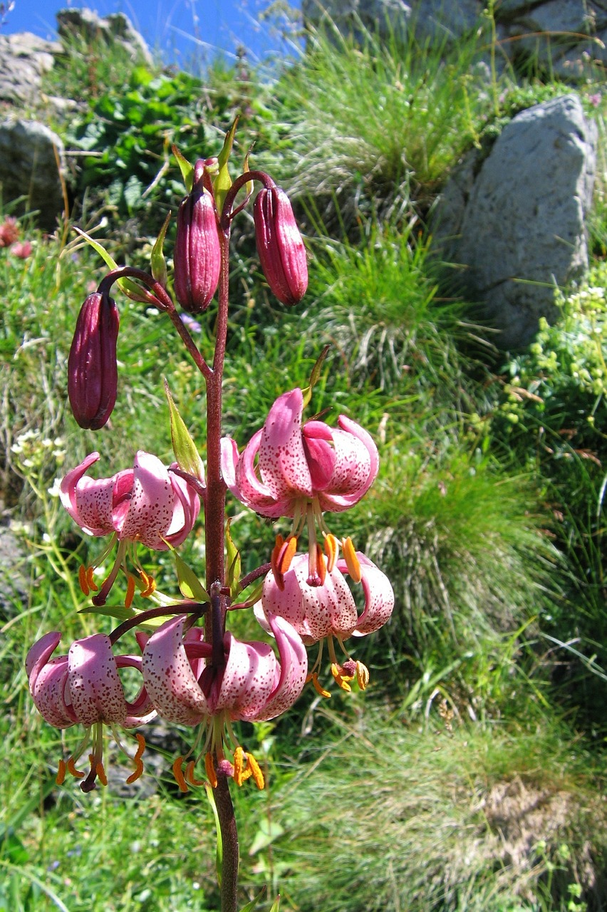 turk's cap lily martagon lily lily free photo