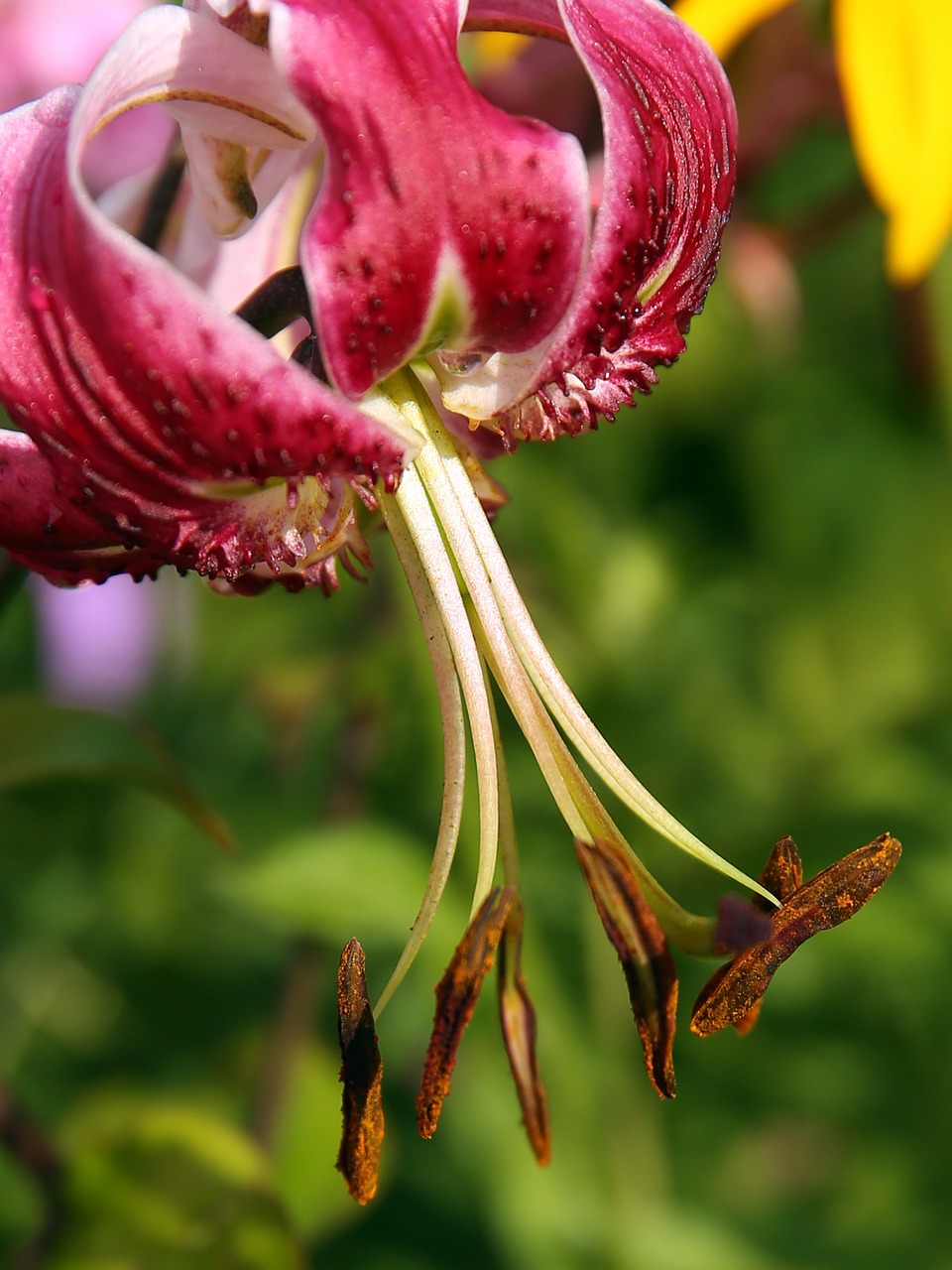 turk's cap lily lilium martagon turk's cap lily lily free photo