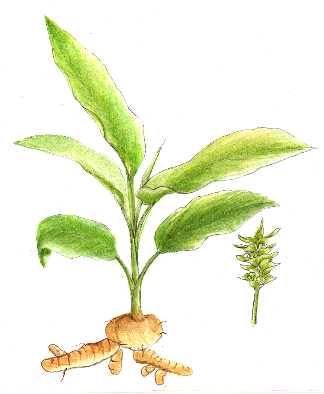 turmeric plant herb free photo