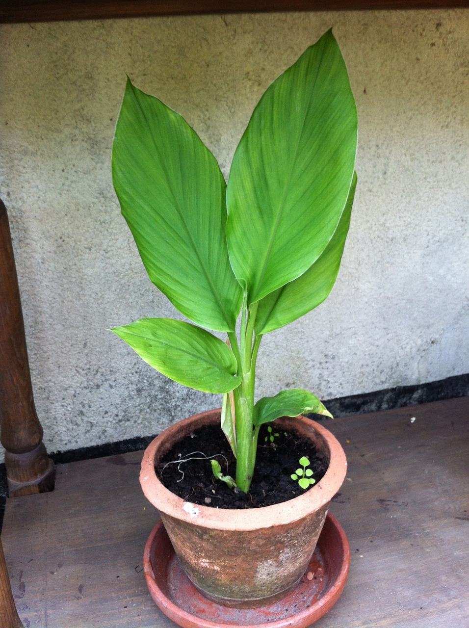 turmeric plant herbs medicinal plant free photo