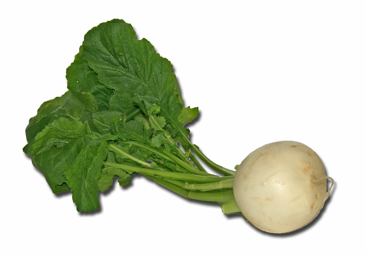turnip vegetables cook free photo