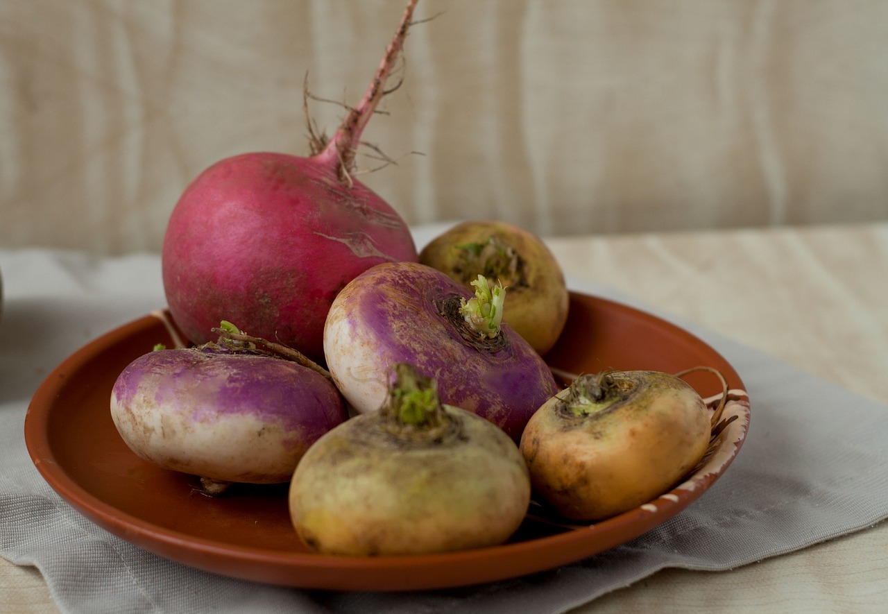 turnip radish plate free photo