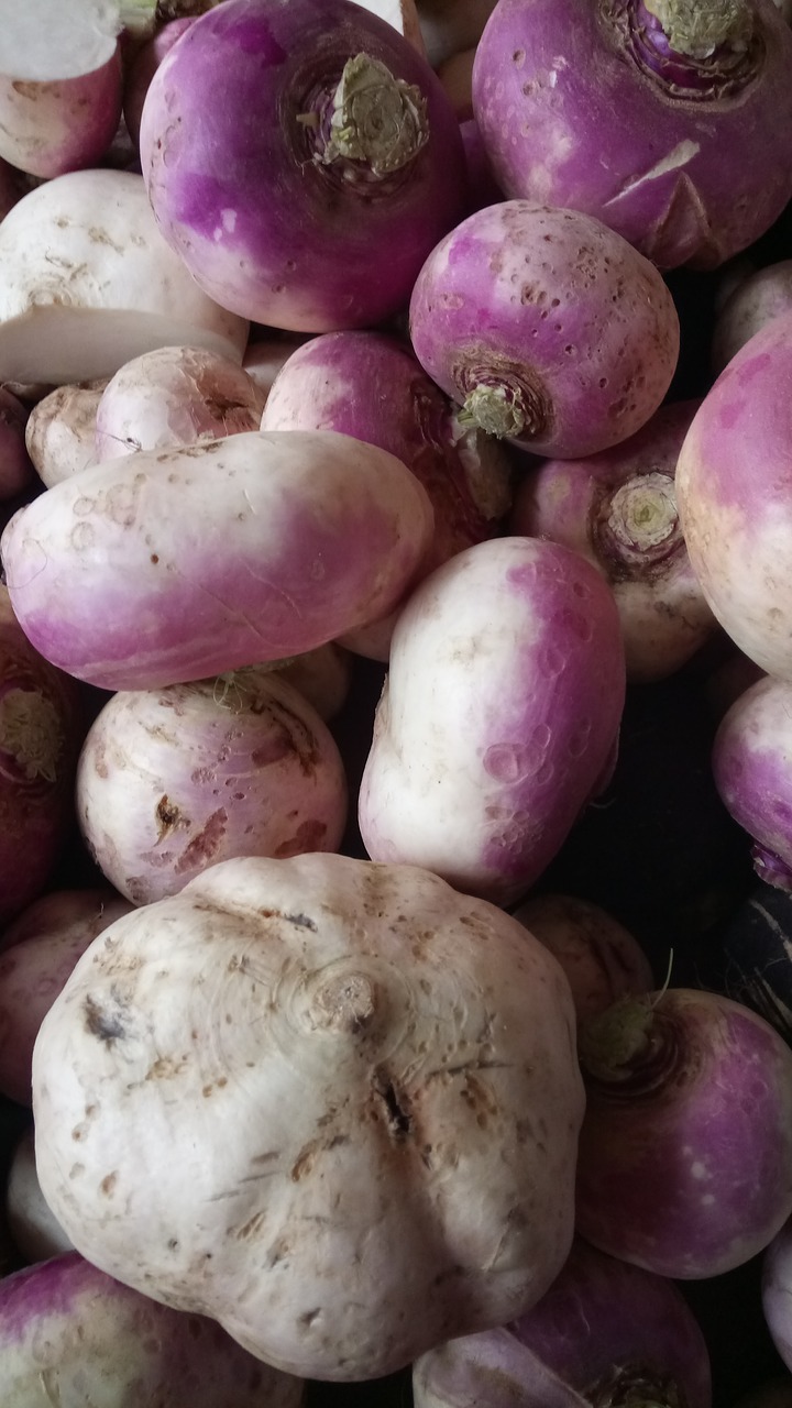 turnip agriculture soup free photo