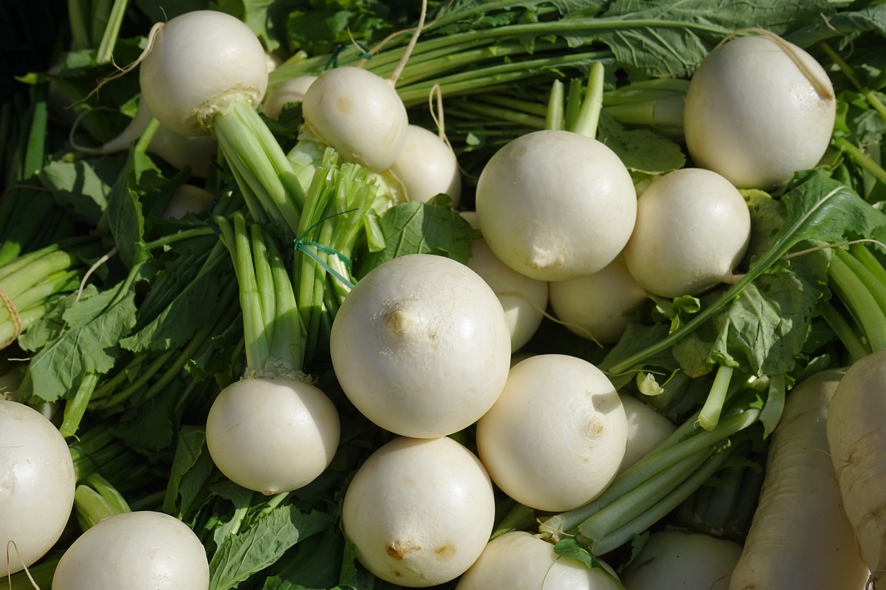turnip vegetables white free photo
