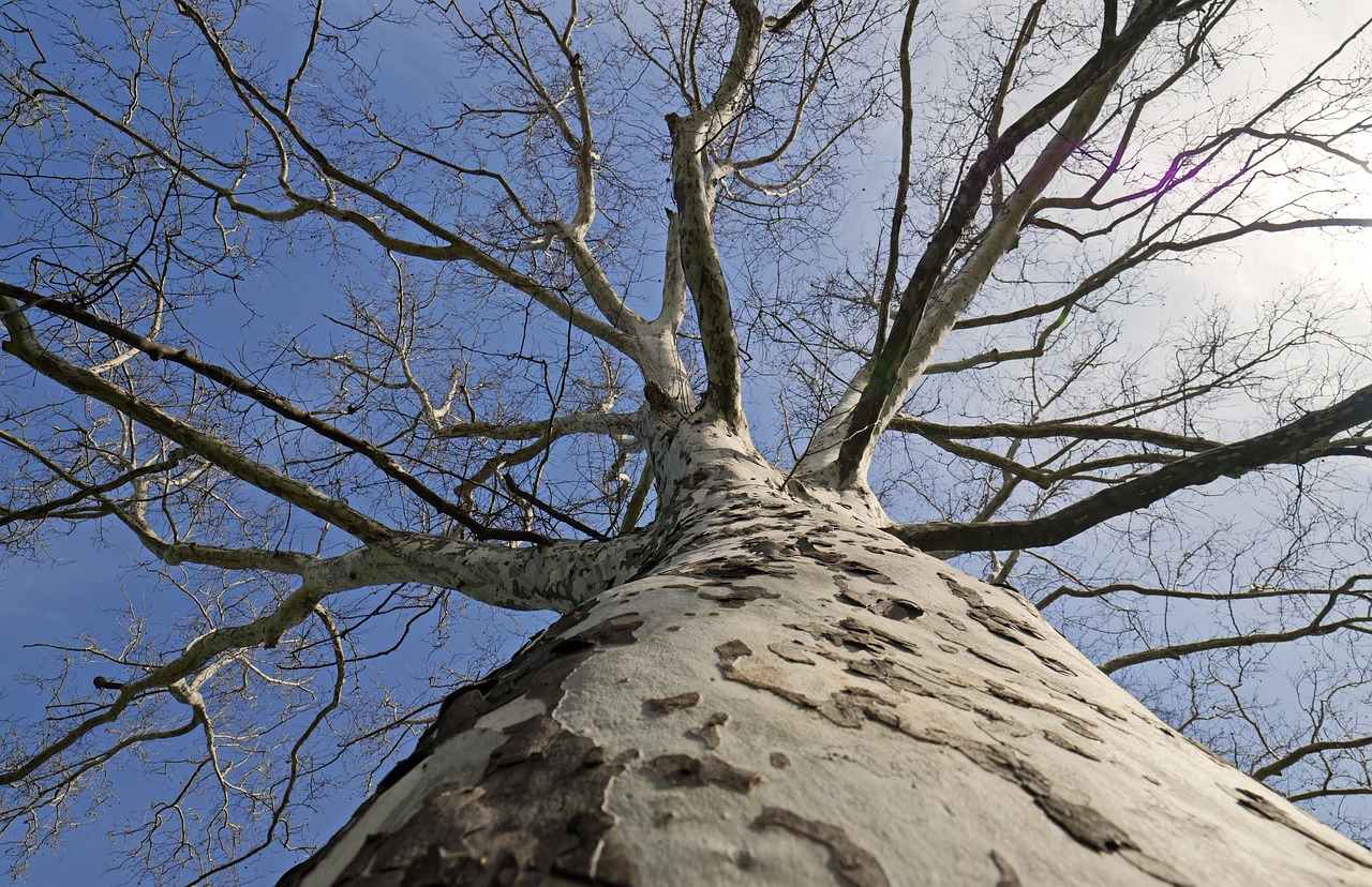 turntable  tree  arbor free photo