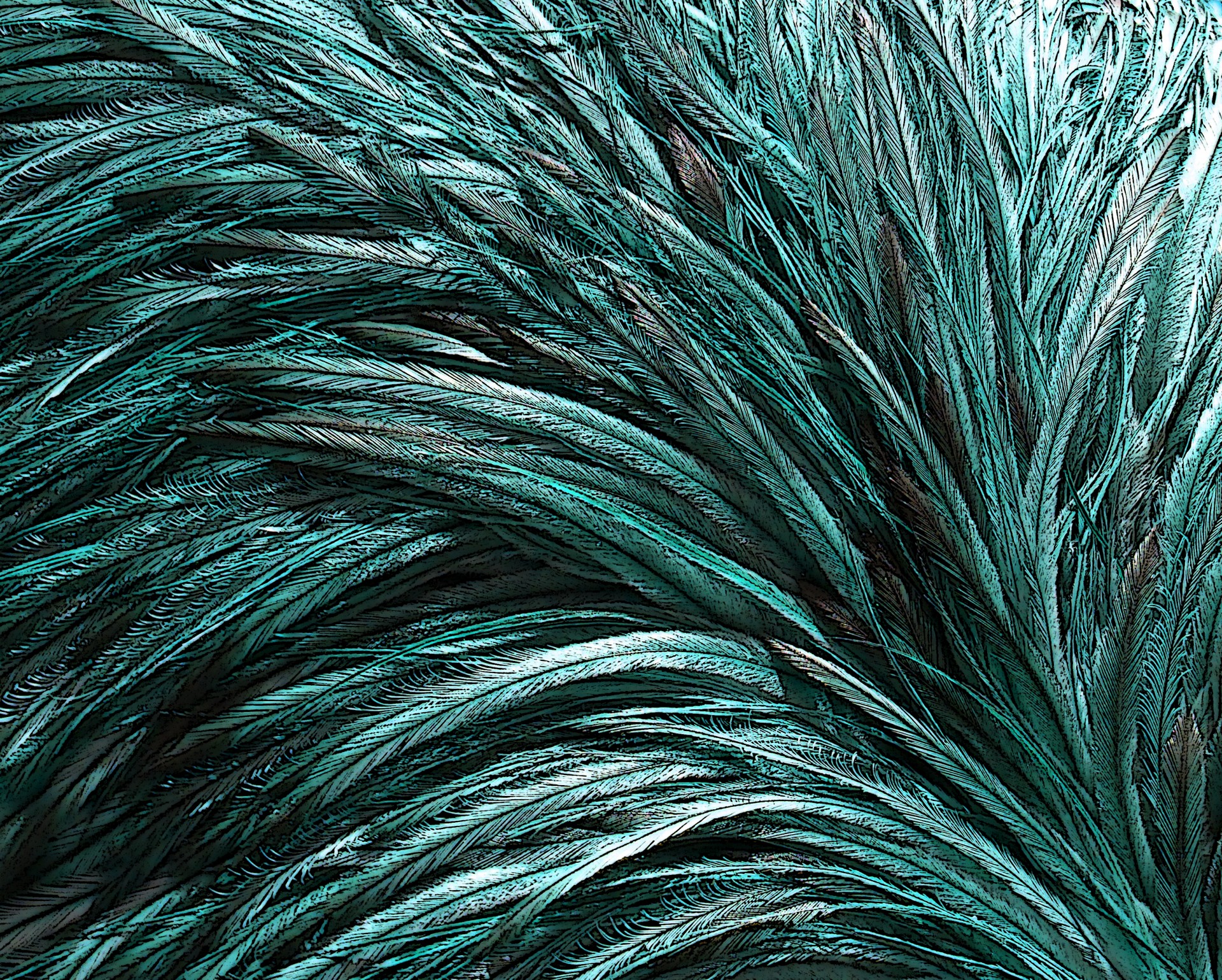 bird ostrich feathers free photo