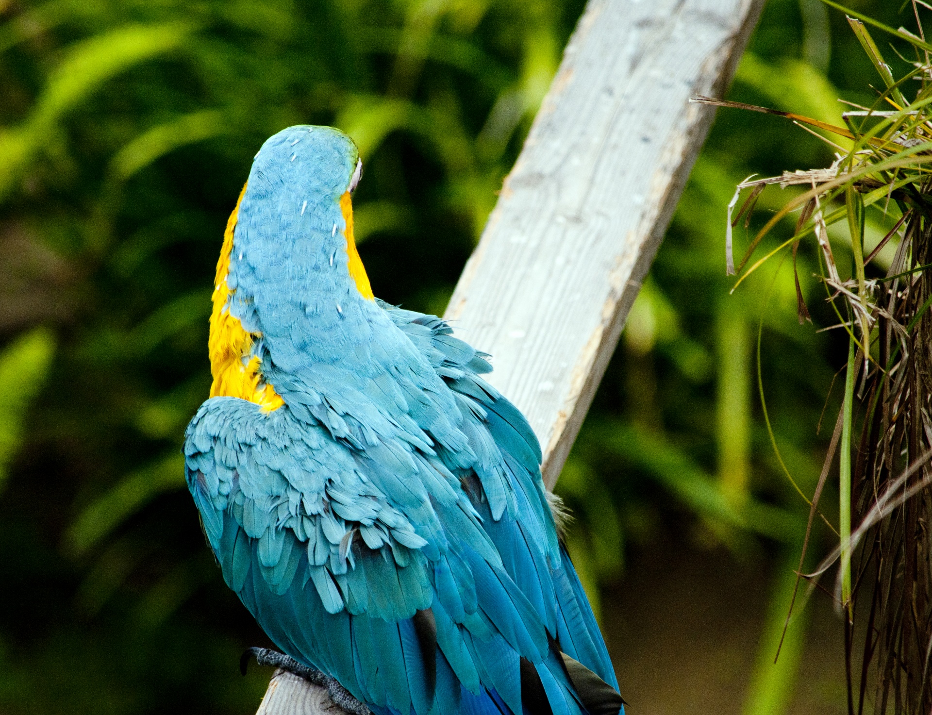 macaw macaws parrot free photo