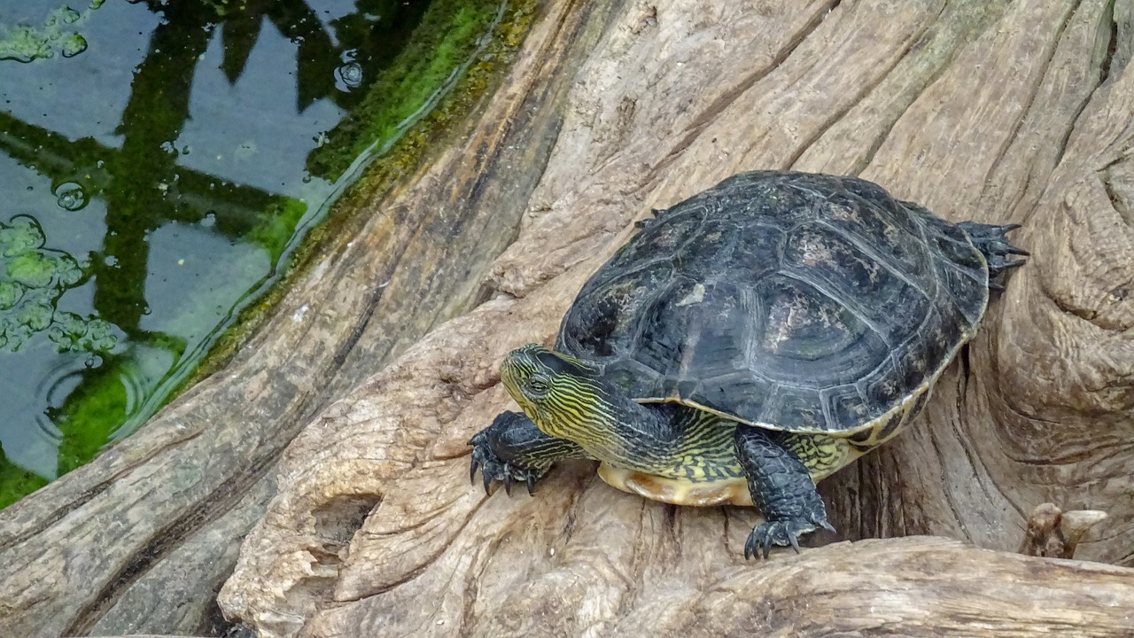 turtel  schildkröten  freude free photo