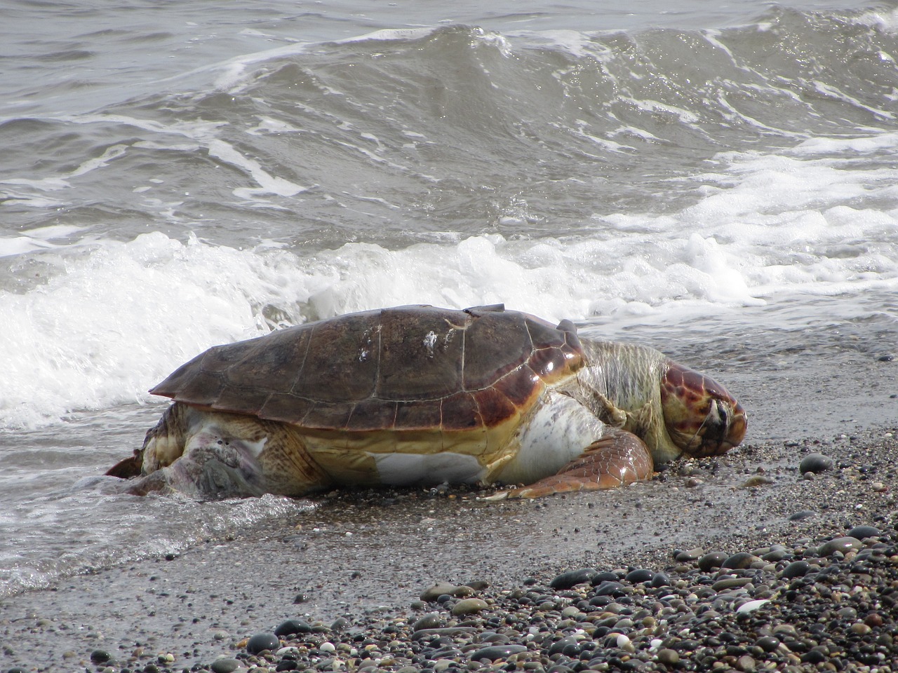 turtle beach olive tortoise free photo