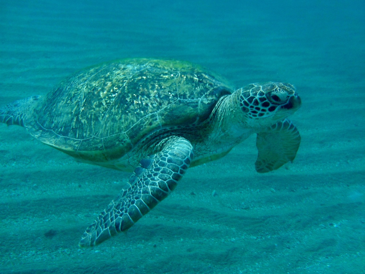 turtle sea ​​turtle egypt free photo