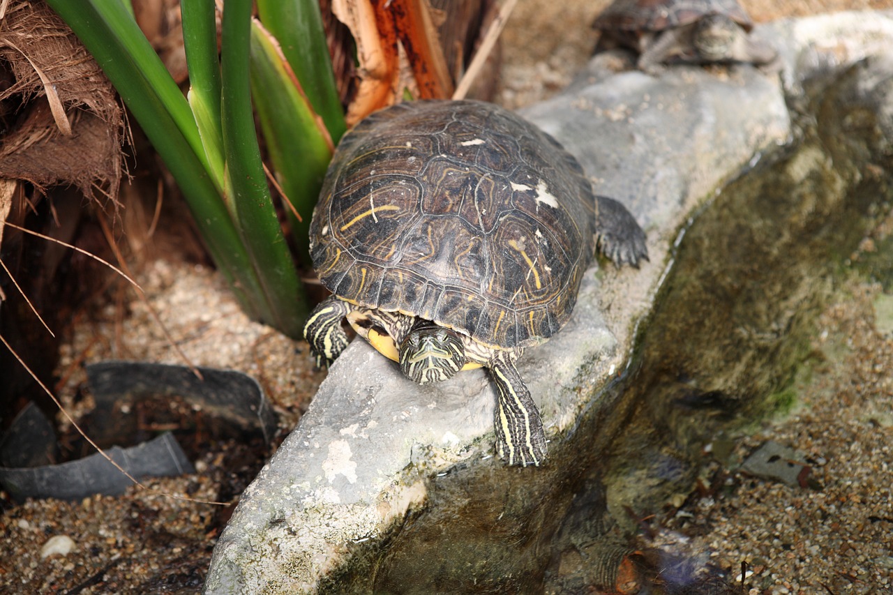 turtle zoo animal free photo