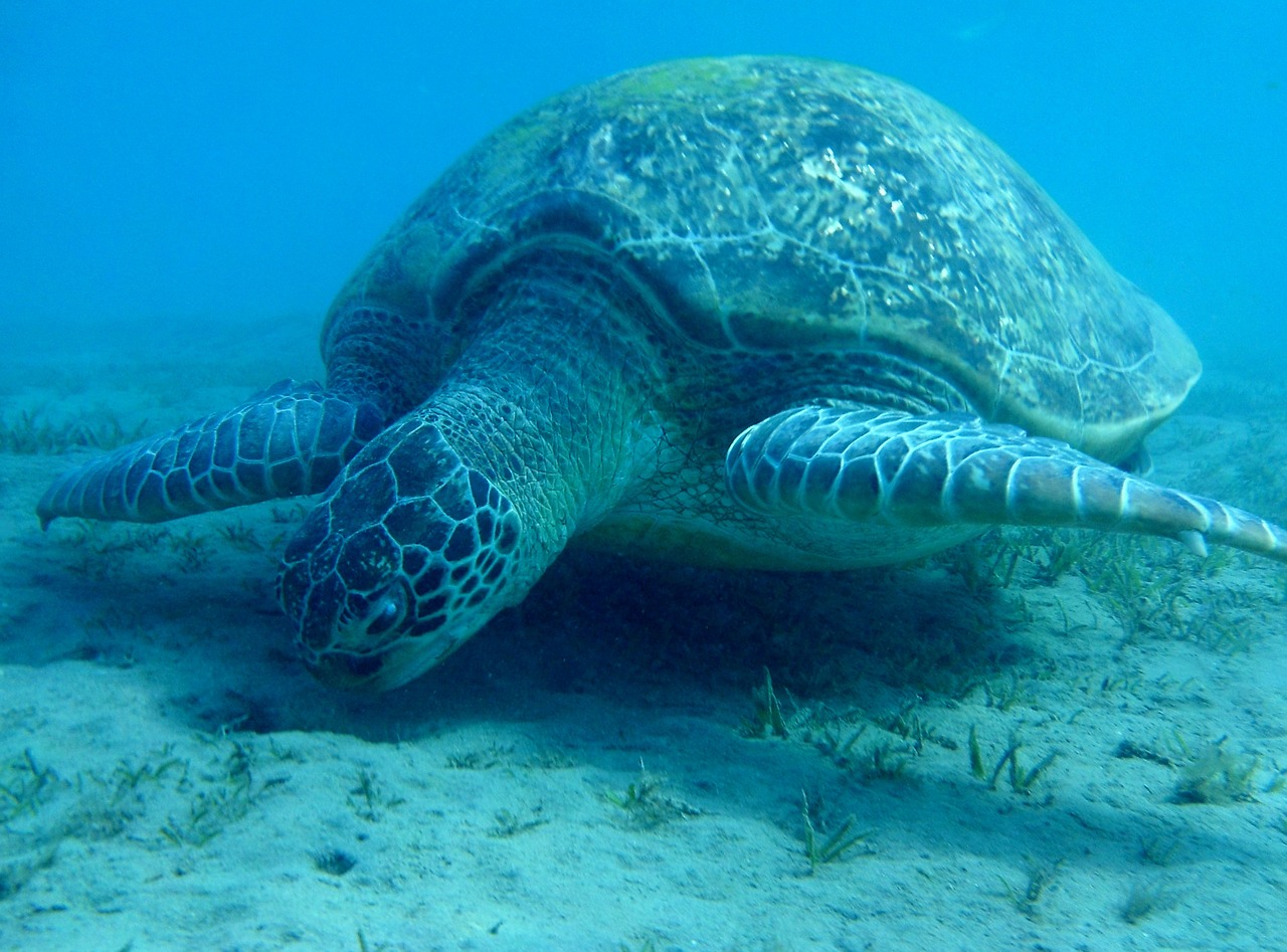 turtle sea ​​turtle egypt free photo
