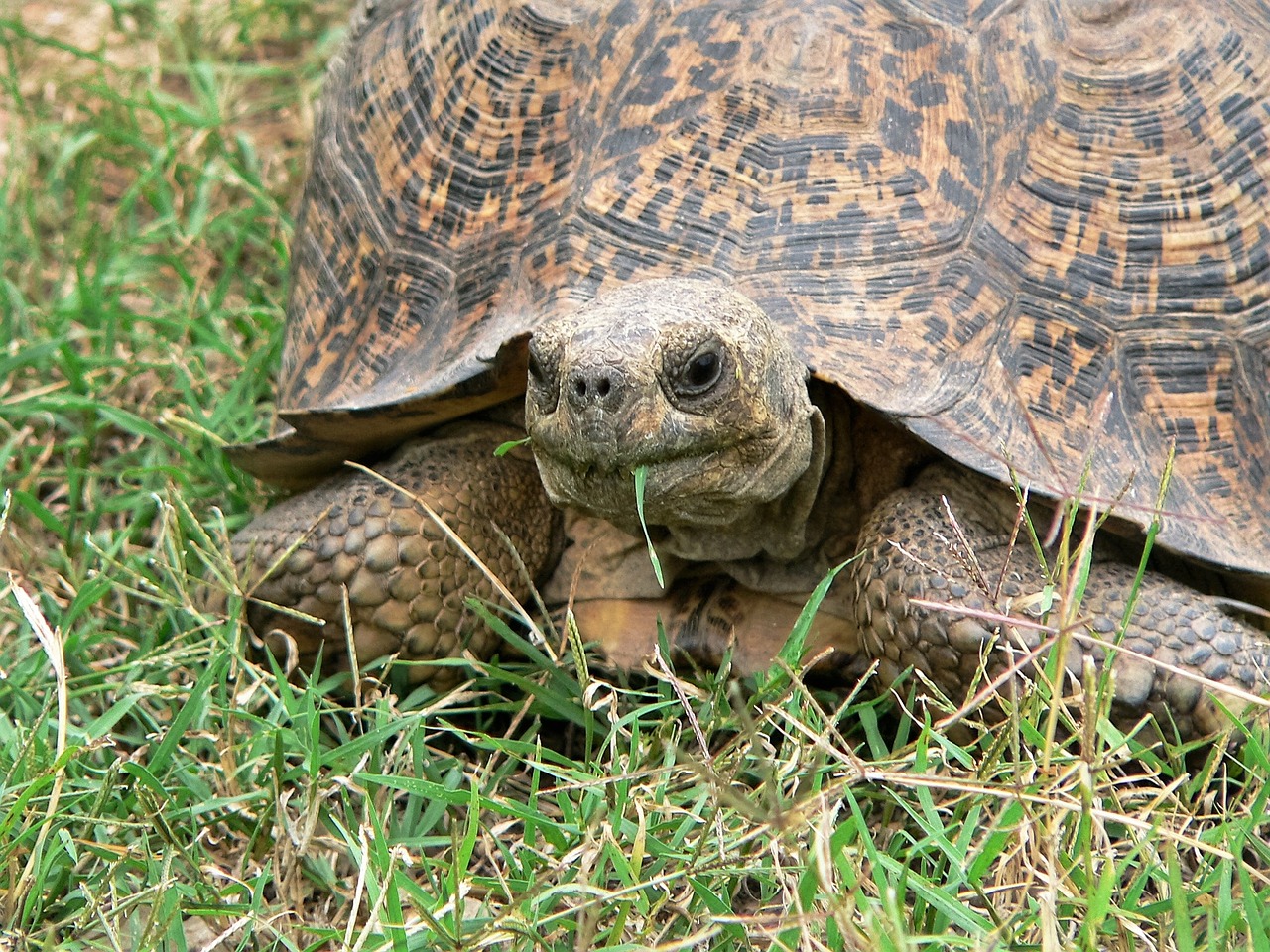 turtle eat grass free photo
