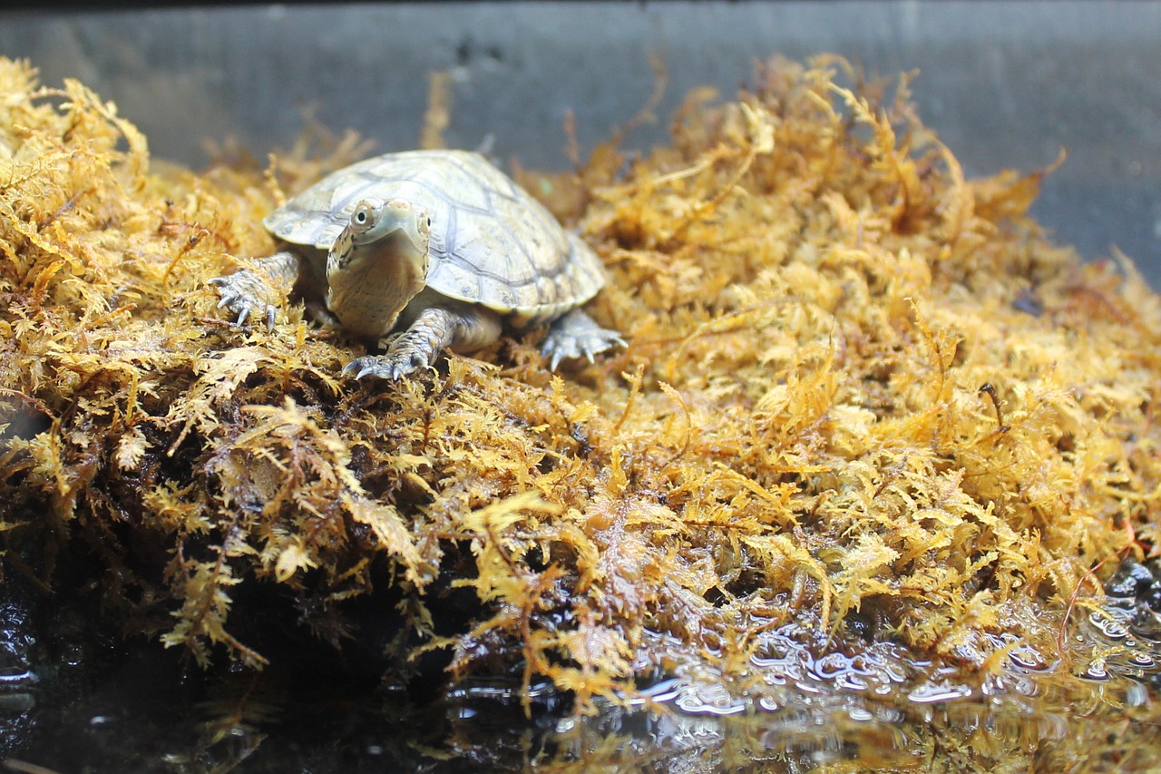 turtle moss animal free photo