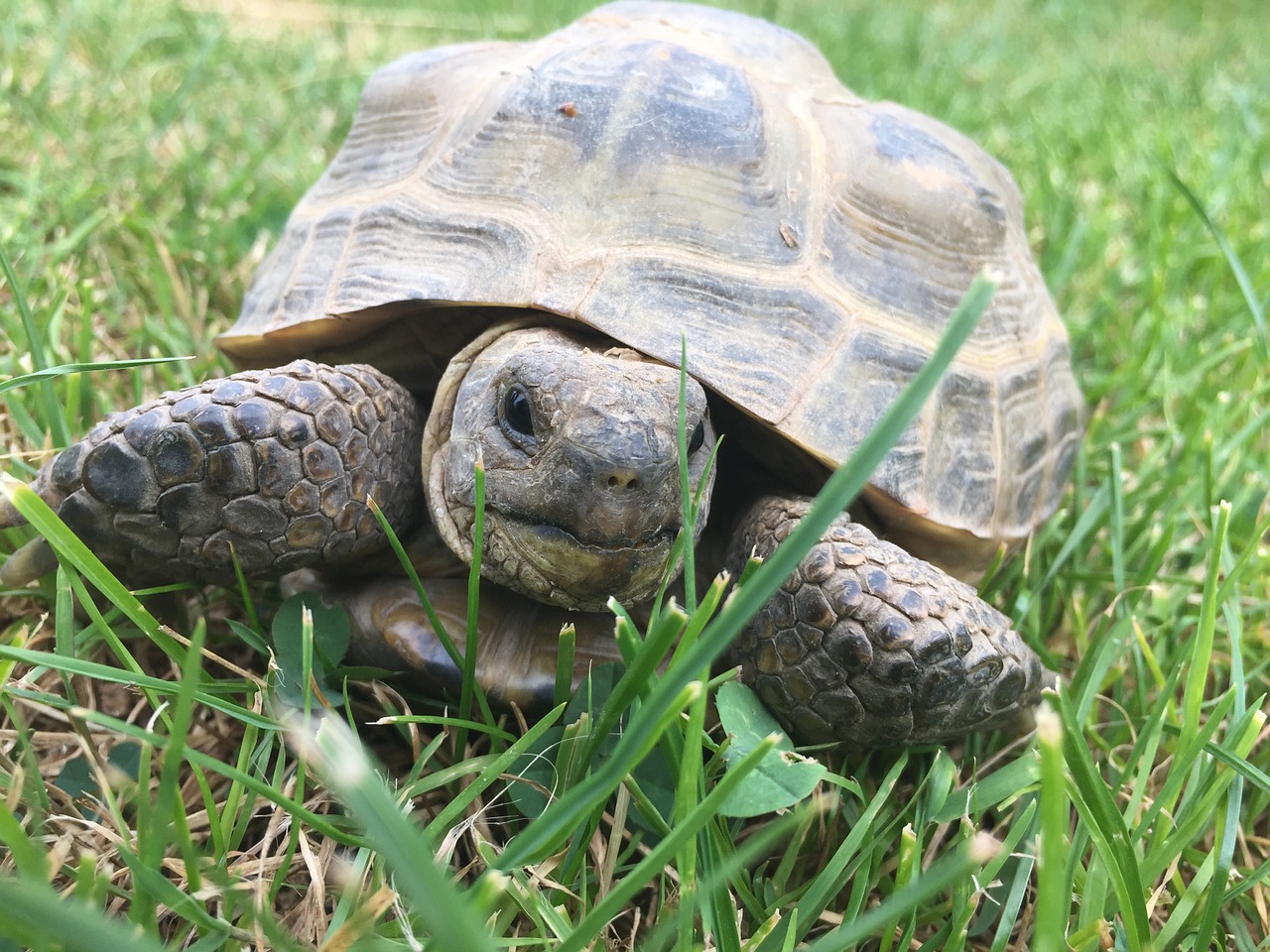 Edit free photo of Turtle,grass,nature,garden,animal - needpix.com