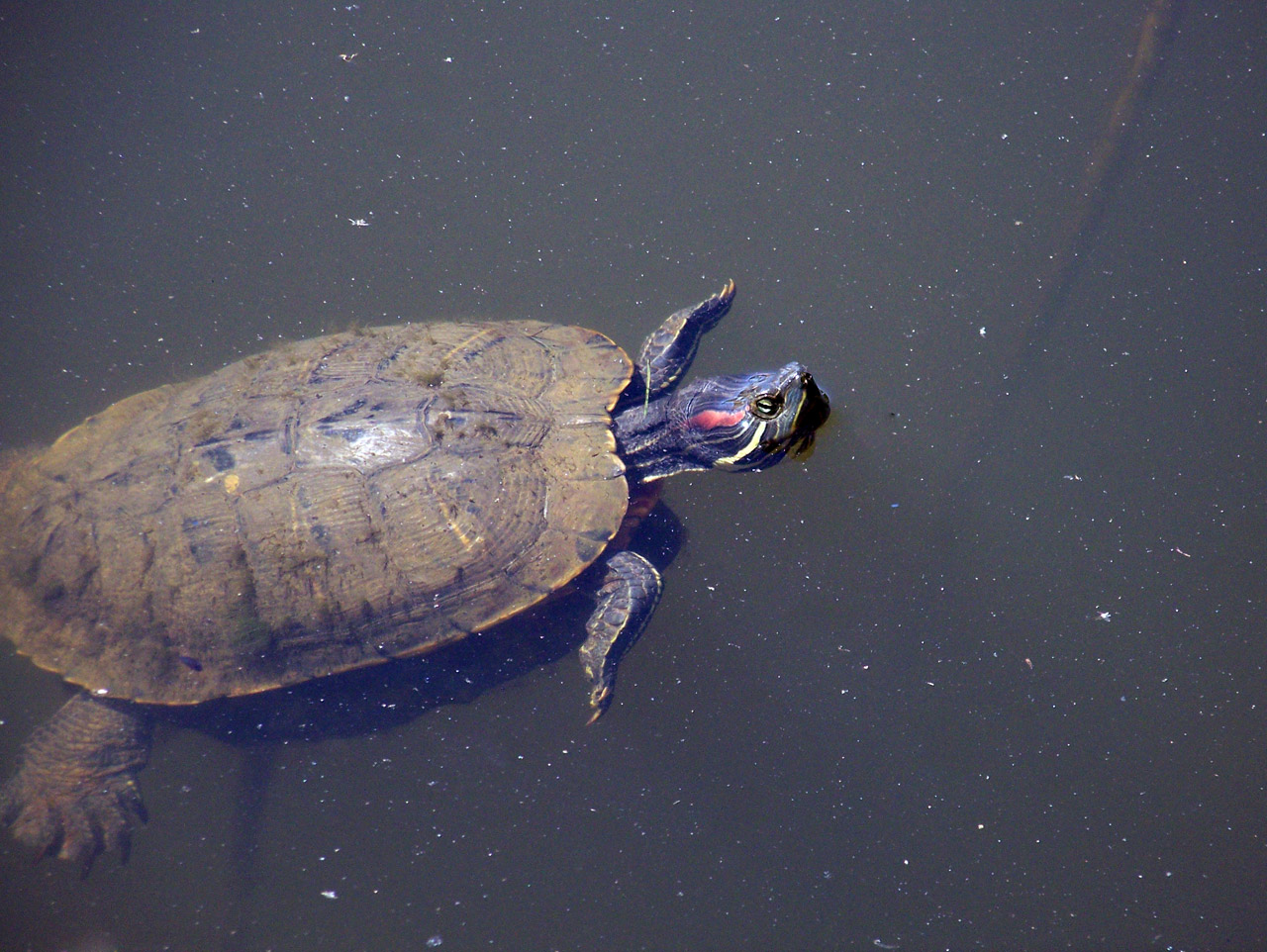 turtle swimming pond free photo