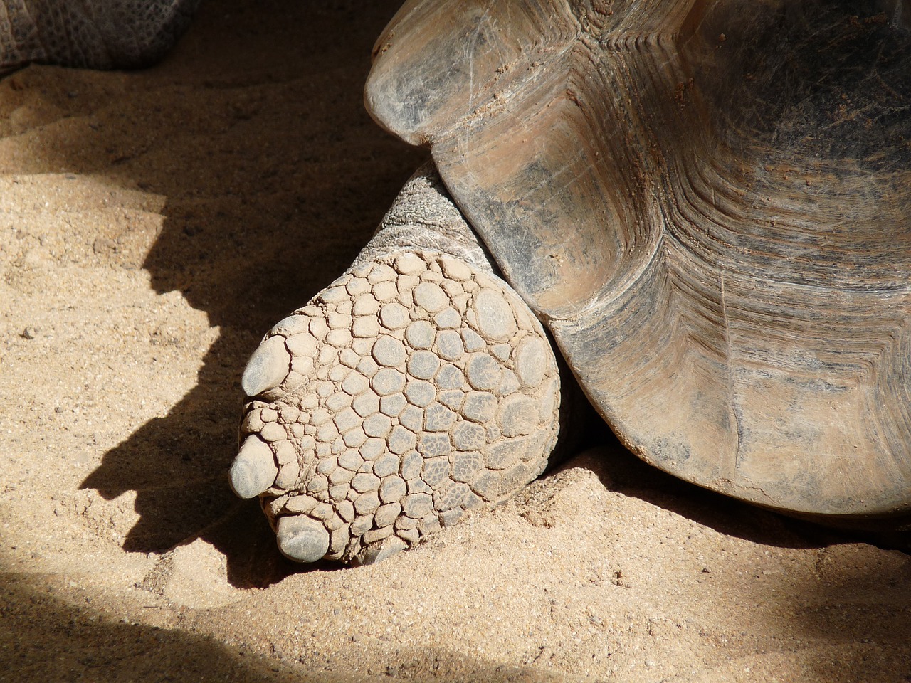 turtle foot shell free photo