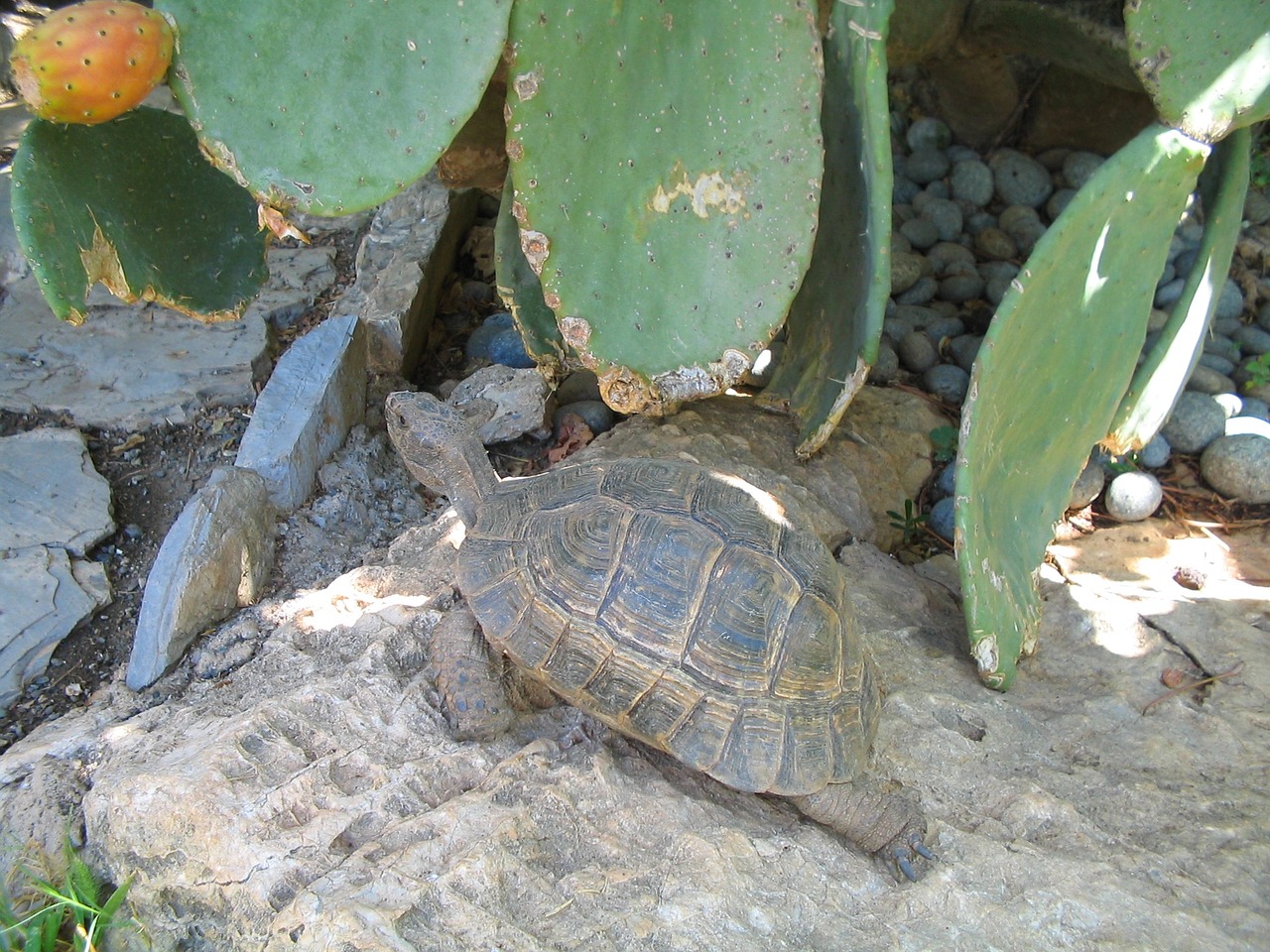 turtle reptile nature free photo