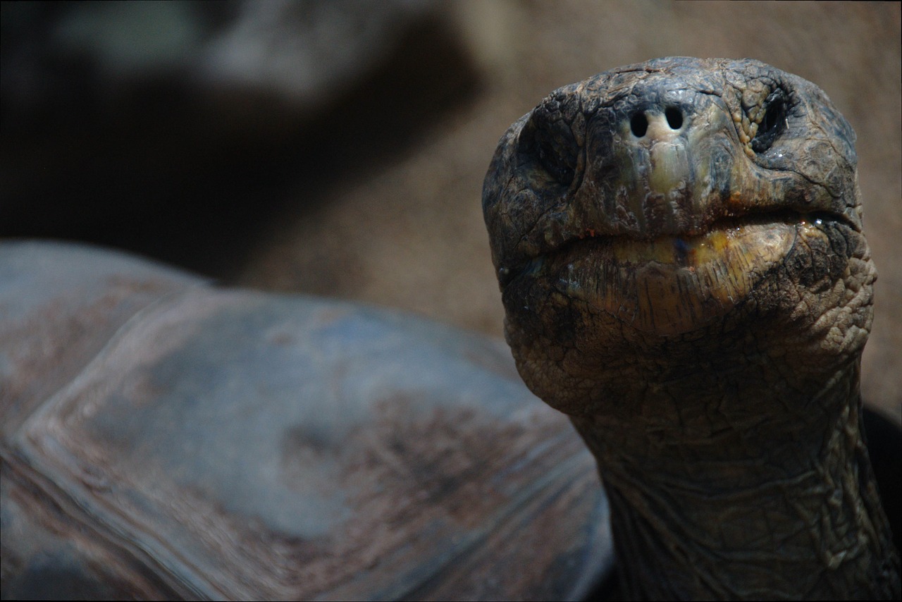 turtle portrait face free photo