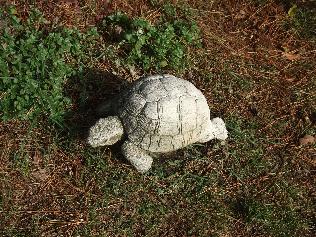 turtle statue garden decoration free photo