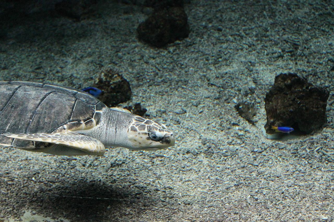 turtle zoo underwater free photo