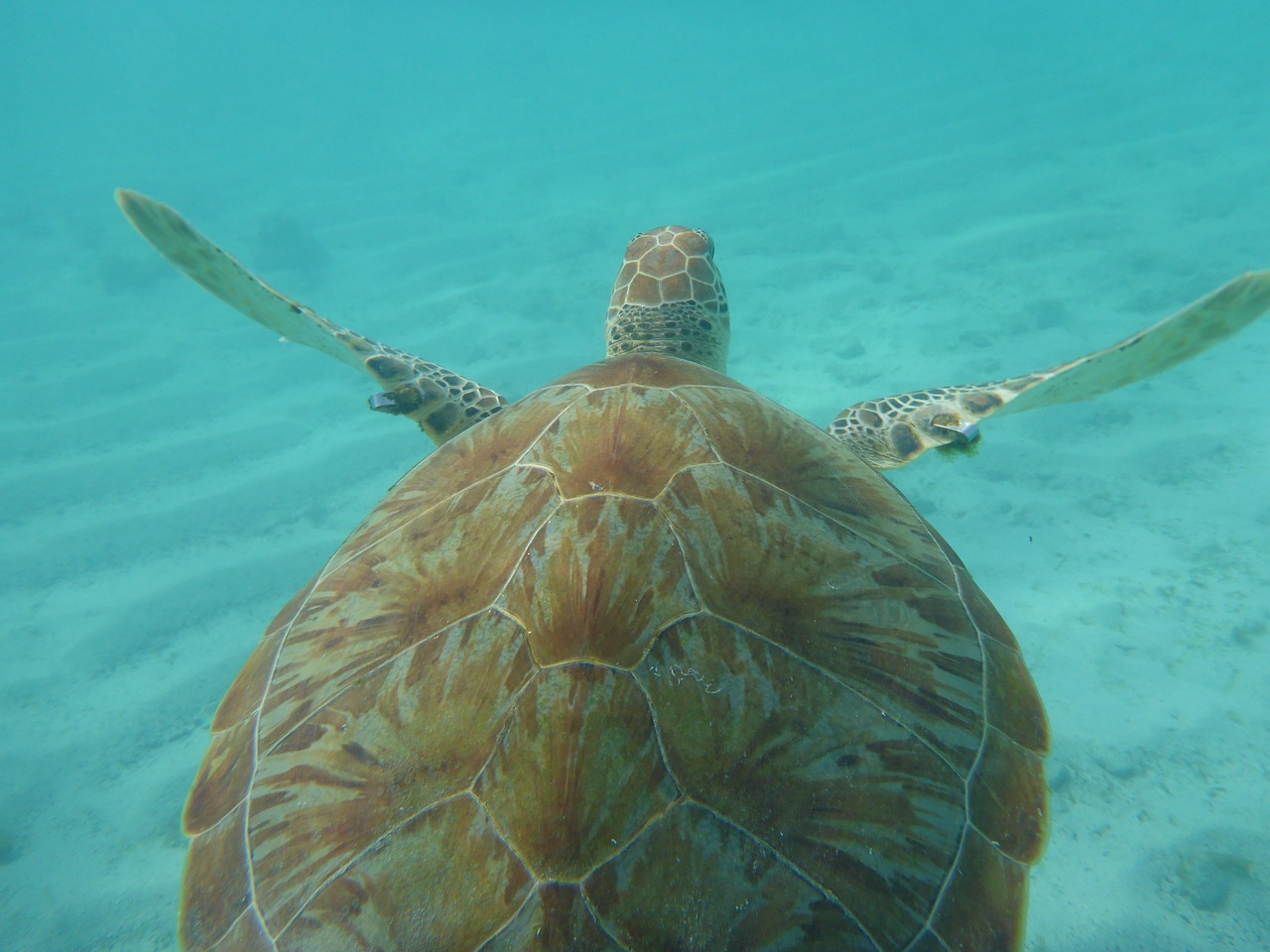 turtle sea caribbean free photo