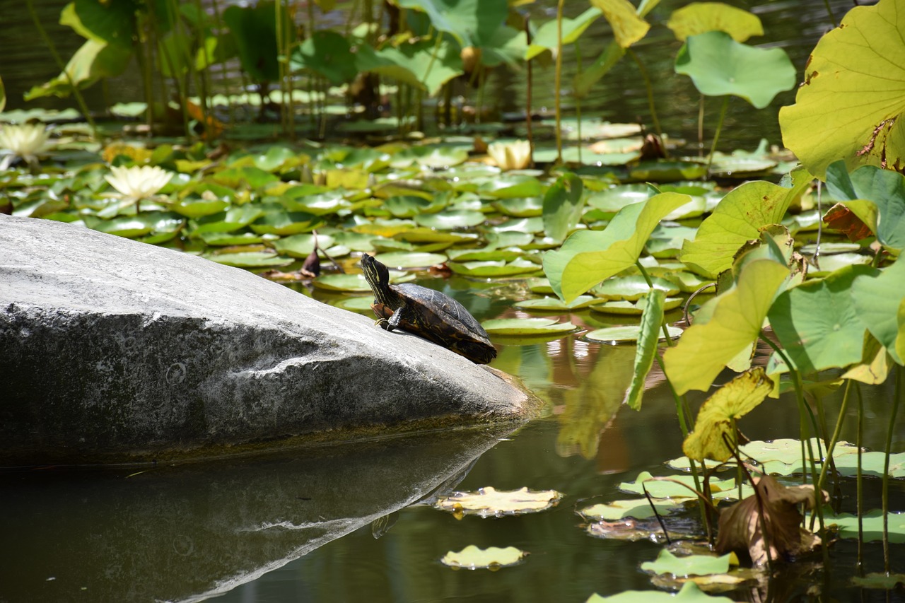 turtle water nature free photo