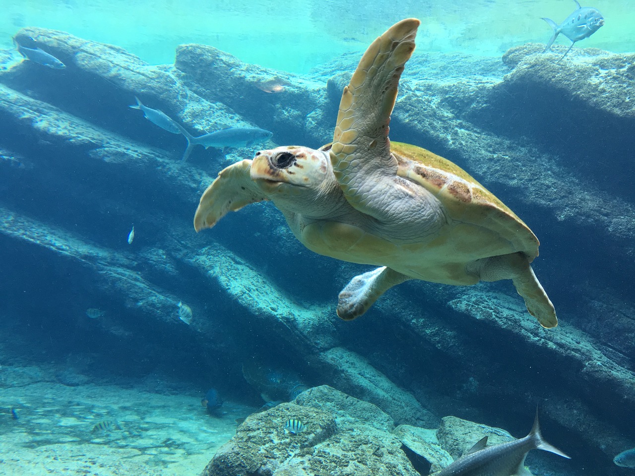 turtle sea underwater free photo