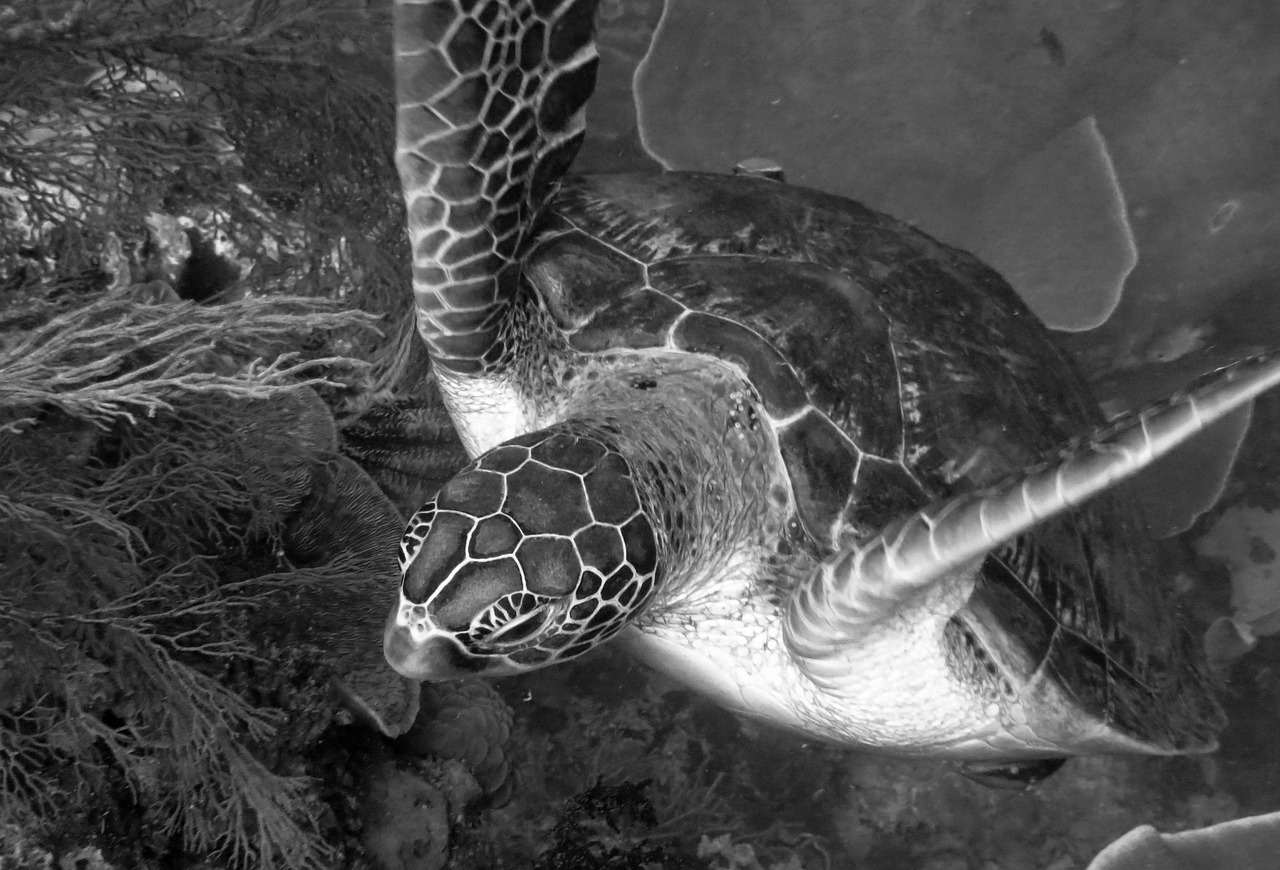 turtle underwater creature free photo