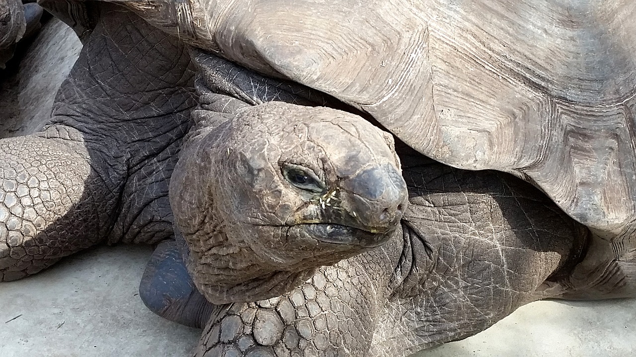 turtle animals zoo free photo