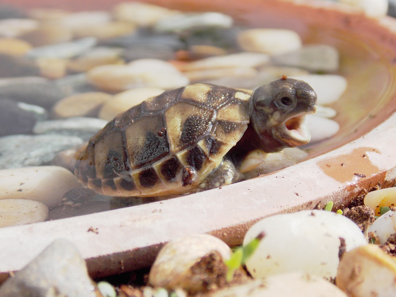 turtle spring birth free photo