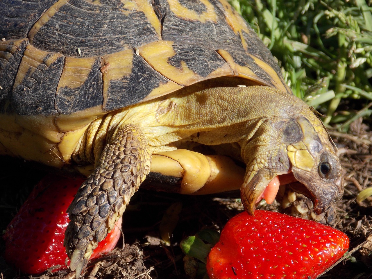 turtle breakfast good morning free photo