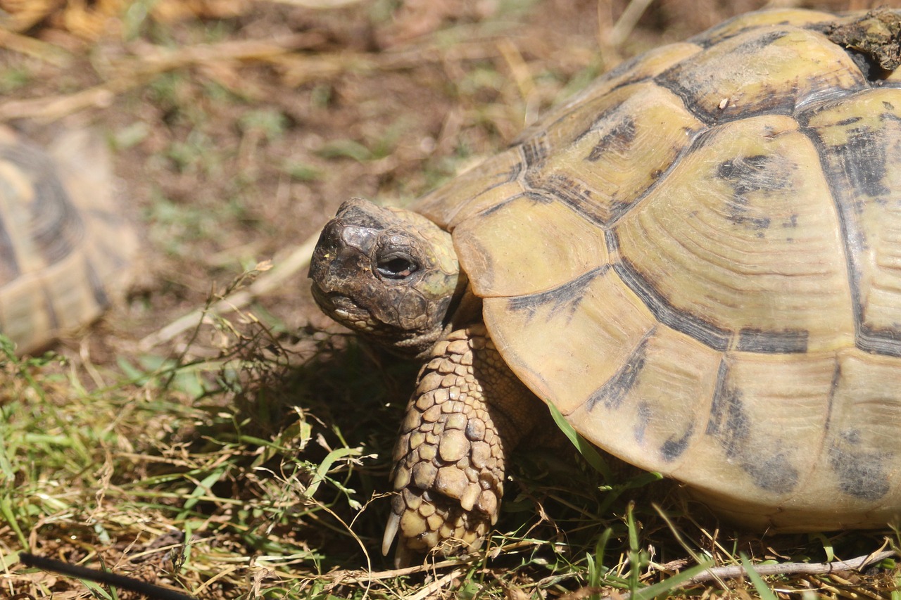 turtle spring tortoise free photo