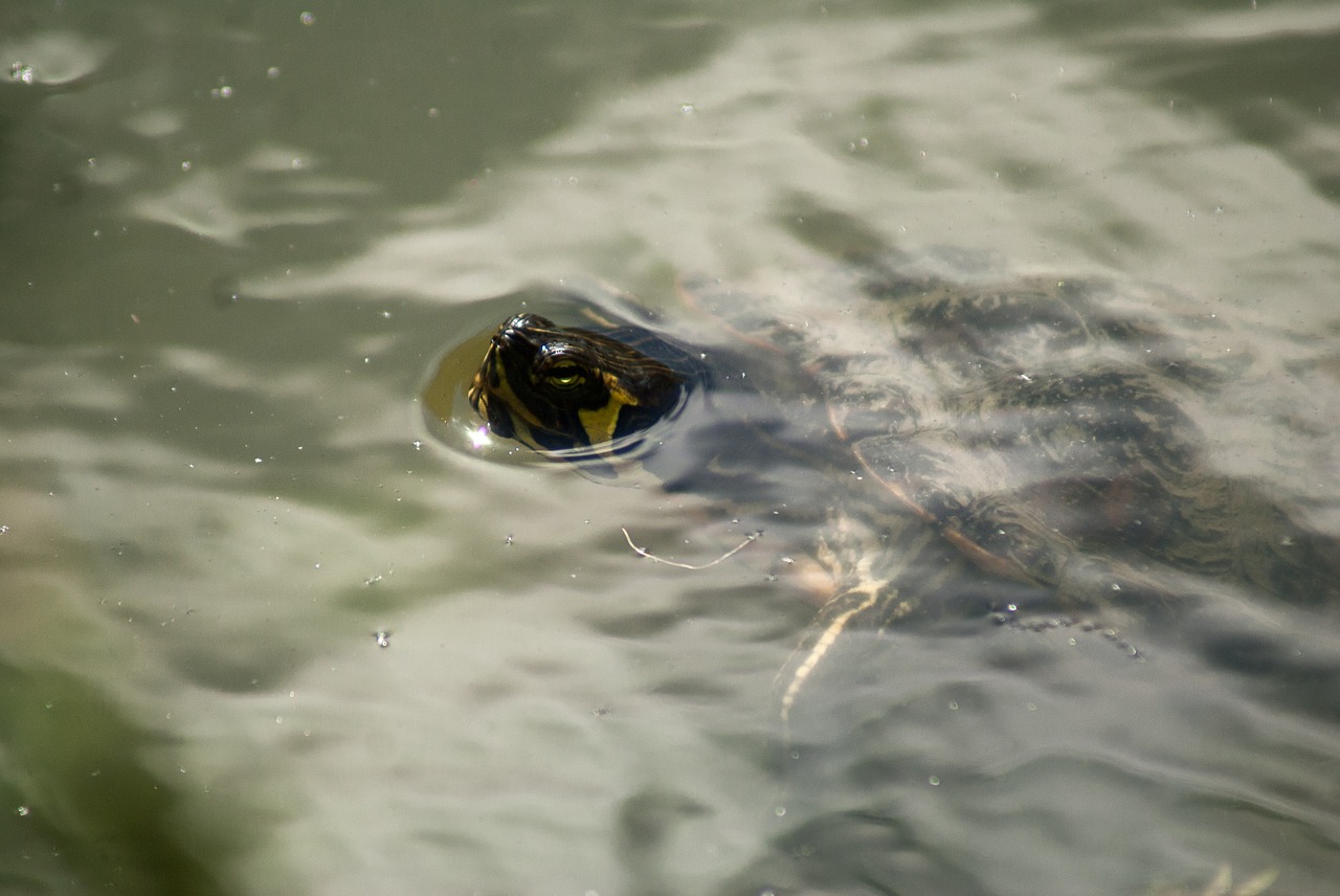 turtle water waterpolo free photo