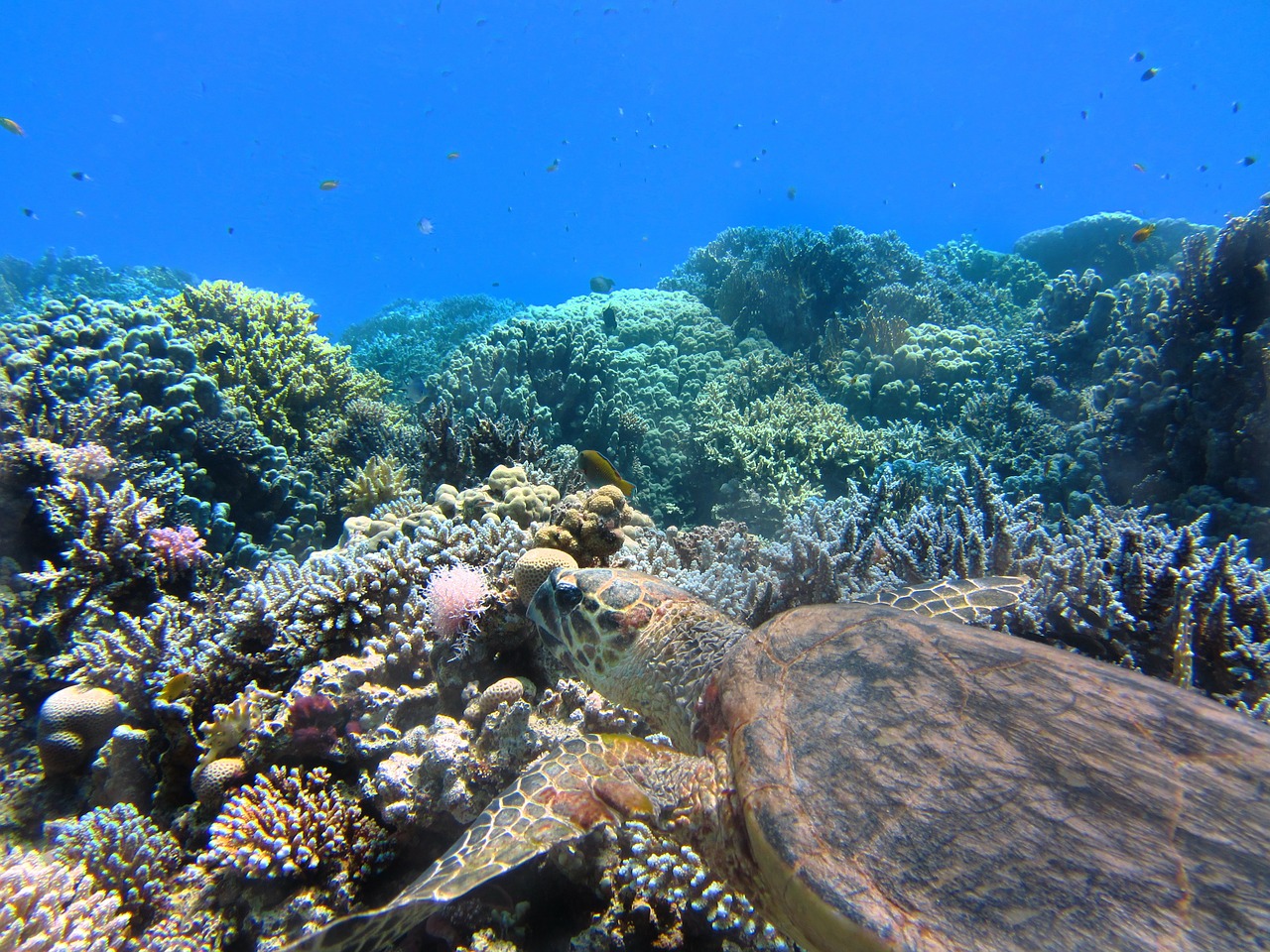 turtle sea underwater free photo