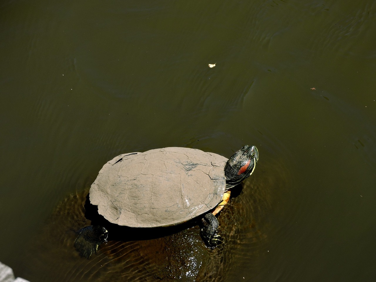 turtle water muddy turtle free photo