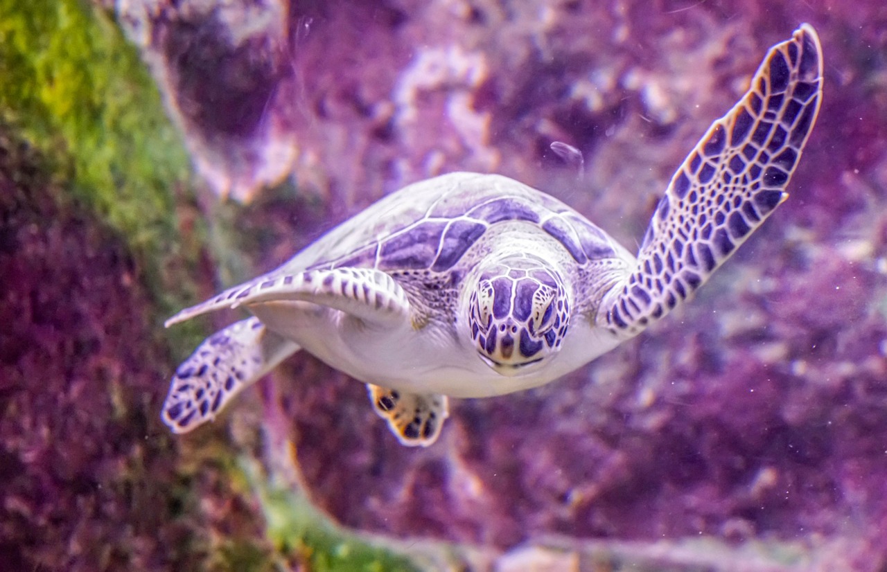 turtle swimming underwater free photo
