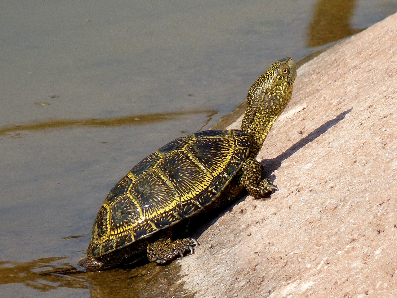 turtle nature reptile free photo