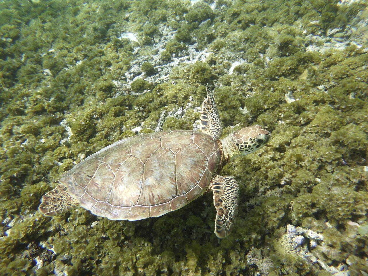 turtle guadeloupe caribbean free photo