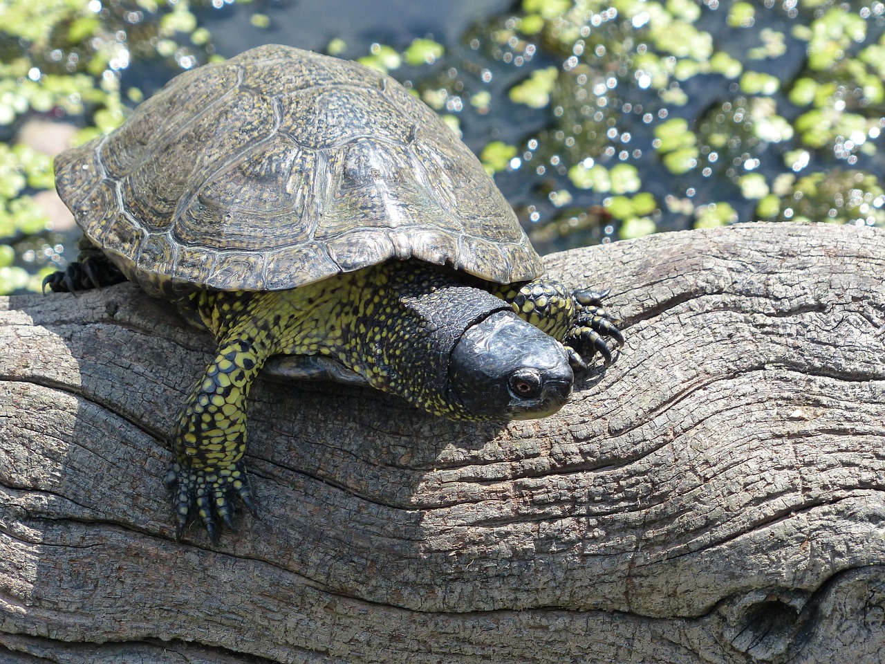 turtle animal nature free photo