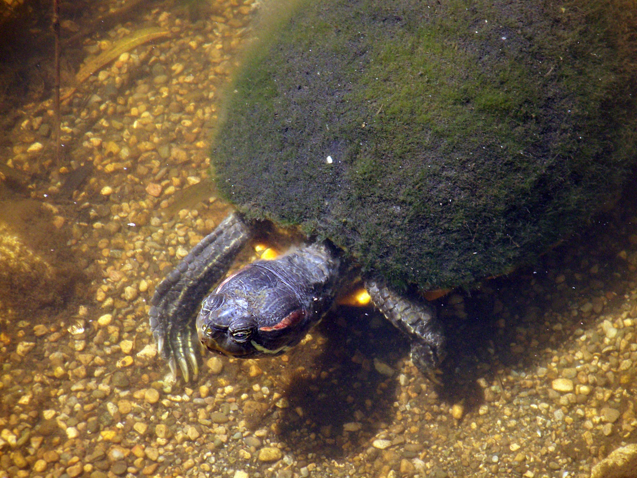 turtle shell moss free photo