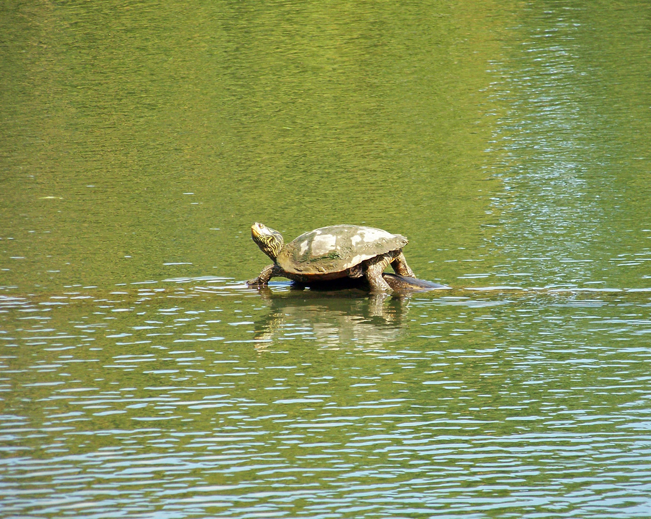 turtle log turtle free photo