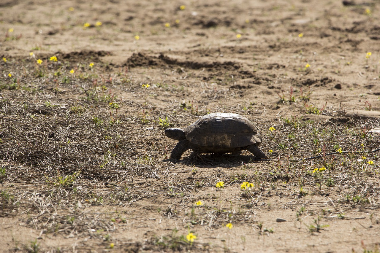 turtle nature green free photo