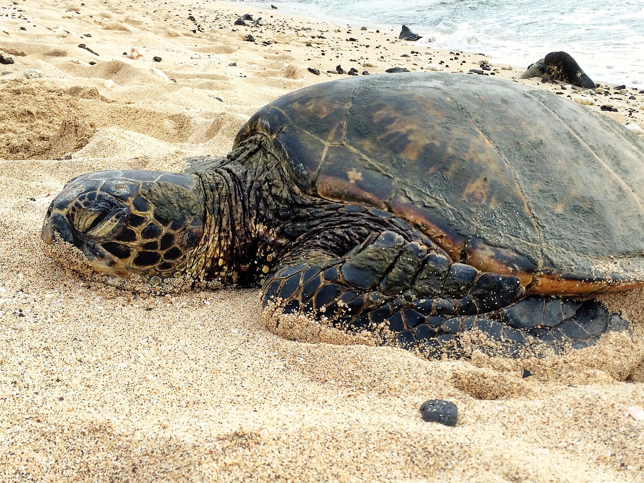 turtle big beach free photo