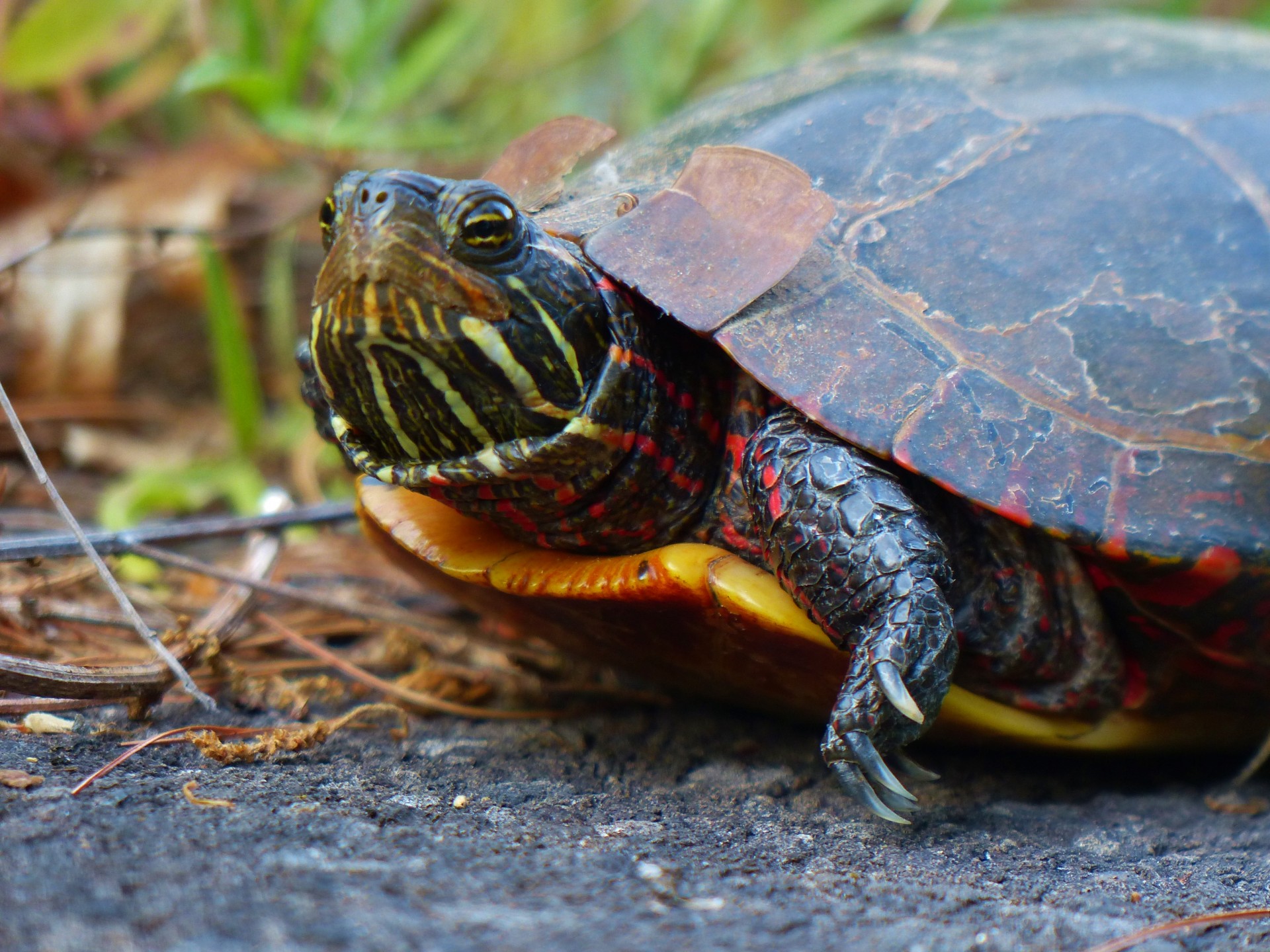 turtle reptile shell free photo